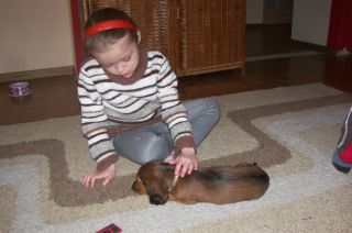 Jamnik d�ugow�osy NAILA